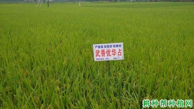 武香优华占水稻品种好不好？