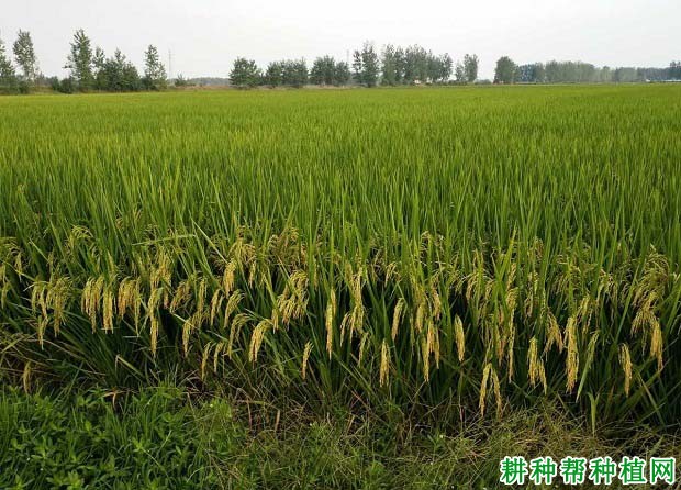 玖两优47水稻品种好不好？