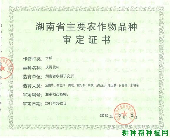 玖两优47水稻品种好不好？