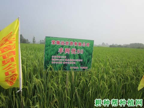 丰两优80水稻品种好不好？