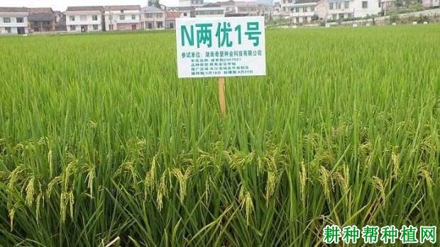 N两优1号水稻品种好不好？