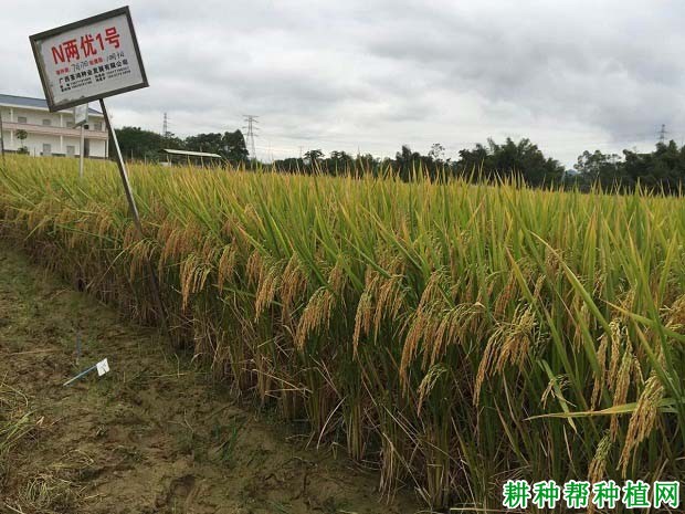 N两优1号水稻品种好不好？