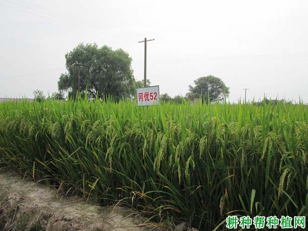 冈优52水稻品种好不好？