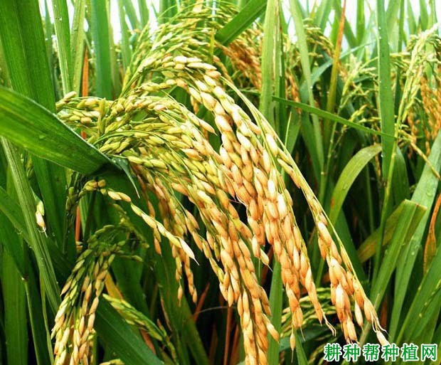 Ⅱ优999水稻品种好不好？