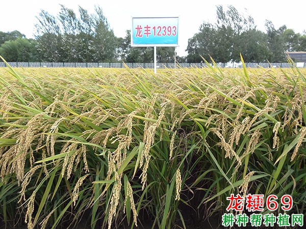 龙粳69水稻品种好不好？