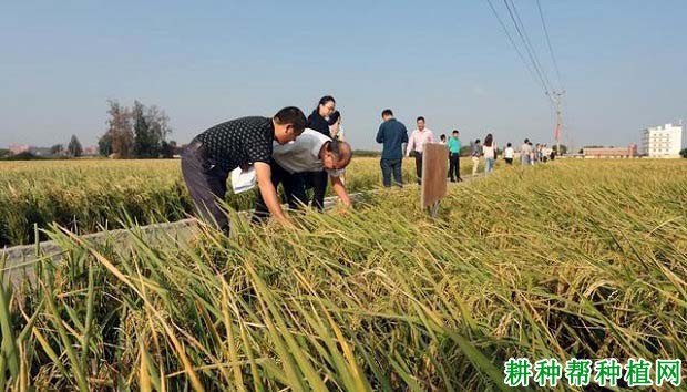 内6优673水稻品种好不好？