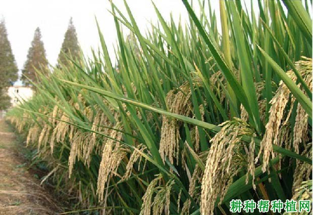 陵两优7421水稻品种好不好？