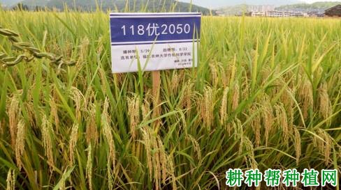 金岩优2050水稻品种好不好？