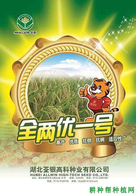 全两优一号水稻品种好不好？
