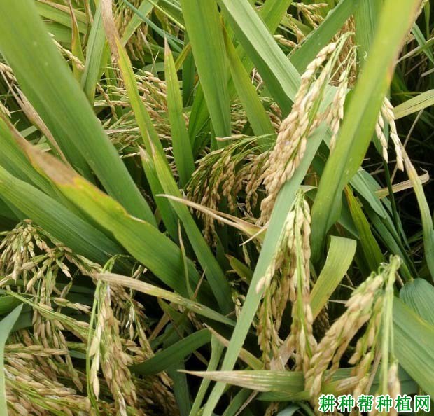 全两优一号水稻品种好不好？