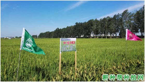 中组143水稻品种好不好？