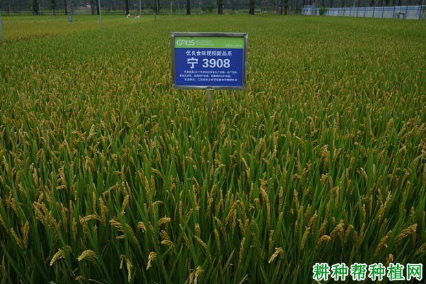 南粳3908水稻品种好不好？