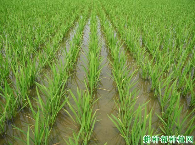 扬粳3012水稻品种好不好？