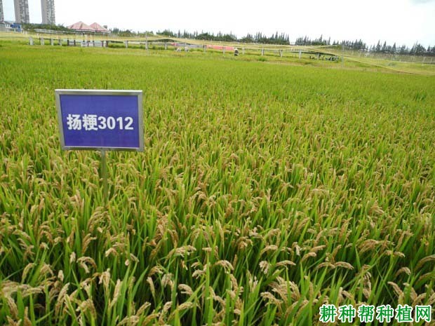 扬粳3012水稻品种好不好？