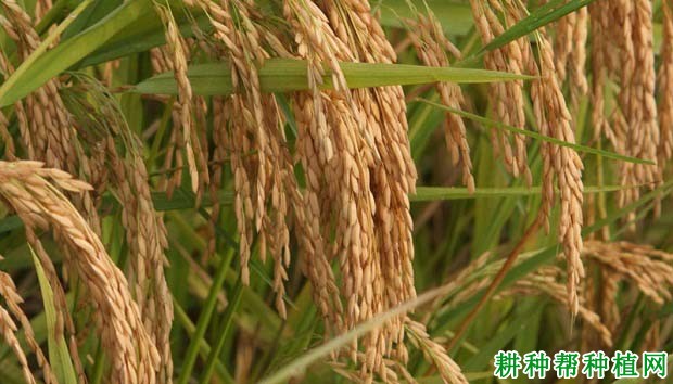 泰优1号水稻品种好不好？