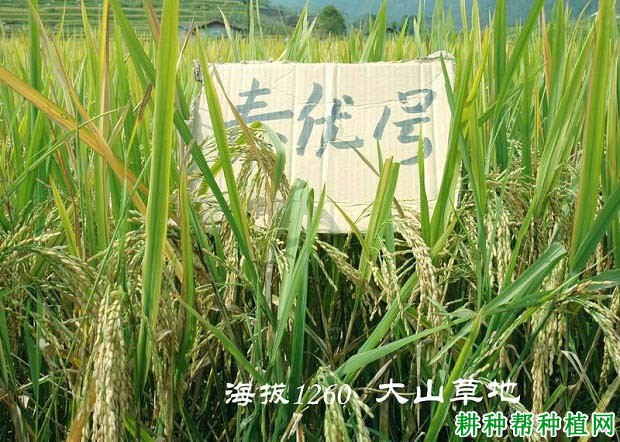 泰优1号水稻品种好不好？