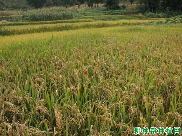 龙稻31水稻品种好不好？