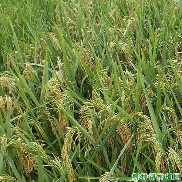 金优212水稻品种好不好？