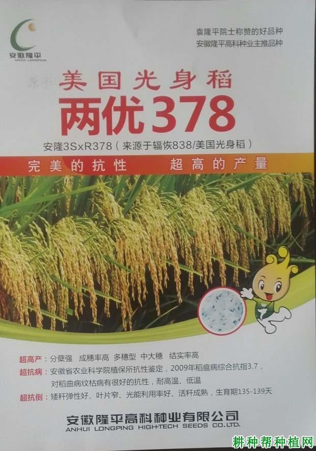 两优378水稻品种好不好？