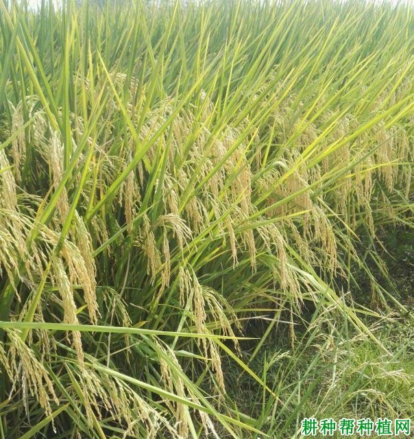 两优378水稻品种好不好？