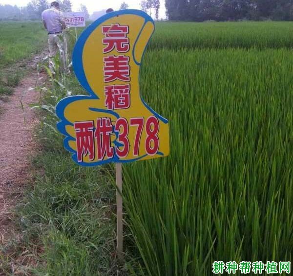 两优378水稻品种好不好？