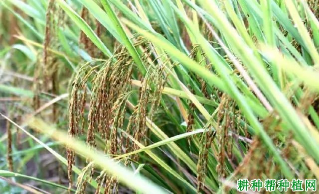 常农粳12号水稻品种好不好？