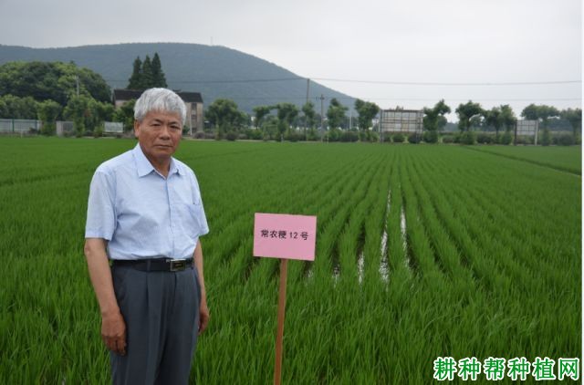 常农粳12号水稻品种好不好？