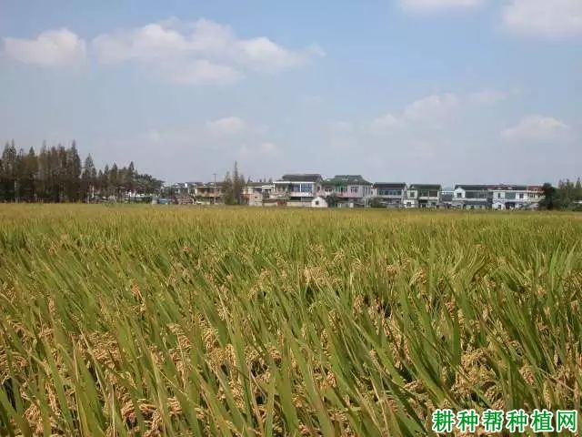 常农粳12号水稻品种好不好？