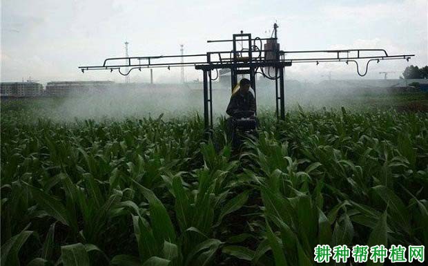 玉米叶面肥什么时候打？