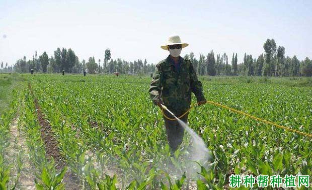 玉米叶面肥什么时候打？