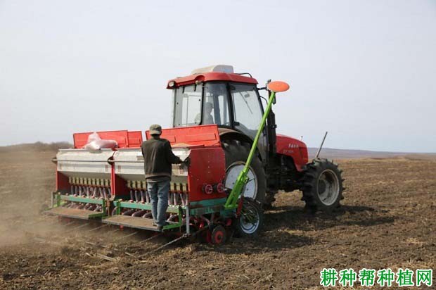 什么是小麦精量播种？