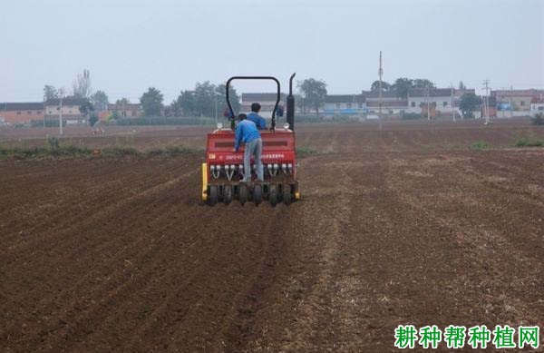 什么是小麦精量播种？