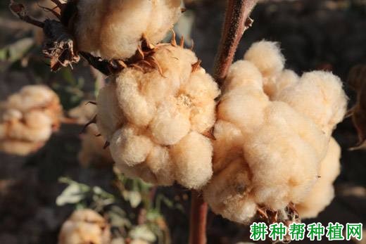 浙彩棉2号棉花品种好不好？