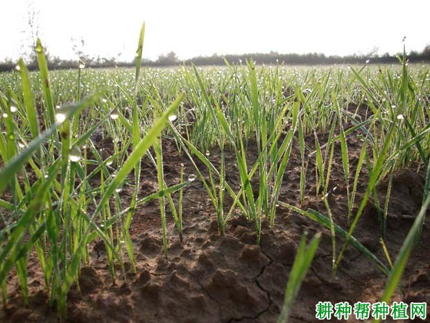 小麦缺苗的原因是什么？