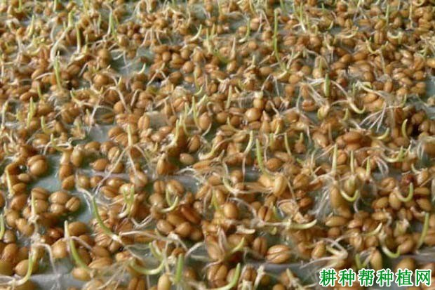 小麦种子播种前怎么消毒？