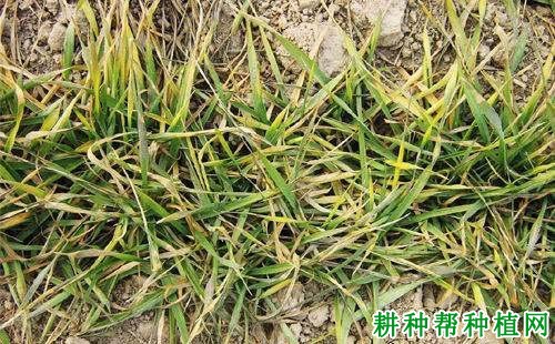 小麦冬季黄叶怎么防治？