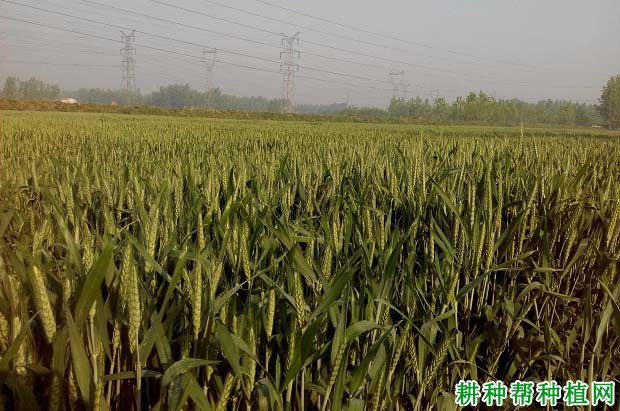 磷肥对小麦生长起什么作用？