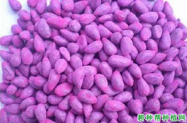 种植棉花需要多少种子？