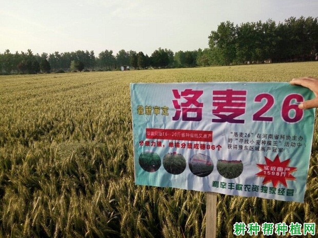 洛麦26小麦品种好不好？