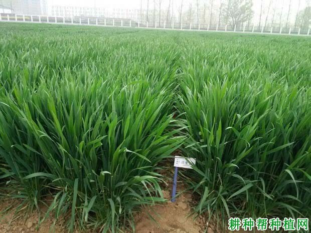 洛麦26小麦品种好不好？