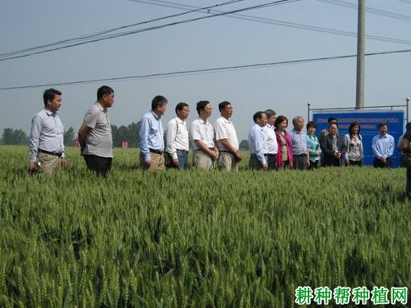 郑麦583小麦品种好不好？