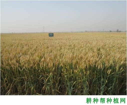 石麦22号小麦品种好不好？