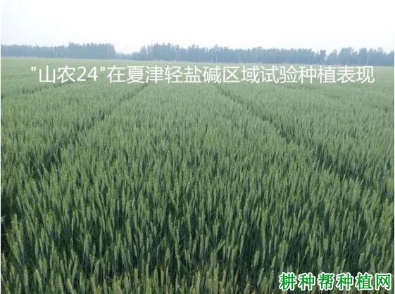 山农24号小麦品种好不好? 山农24号小麦品种好不好?
