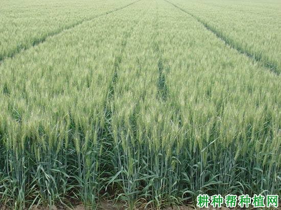 山农24号小麦品种好不好? 山农24号小麦品种好不好?