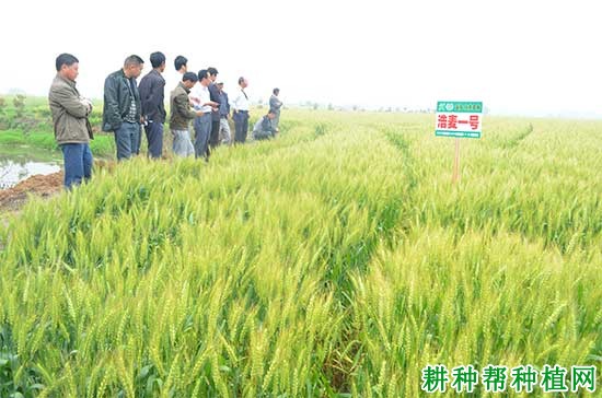 浩麦一号小麦品种好不好？