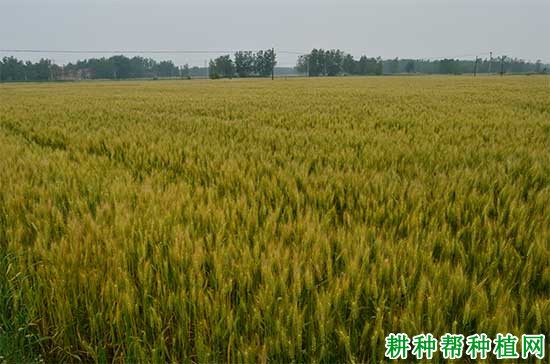 浩麦一号小麦品种好不好？