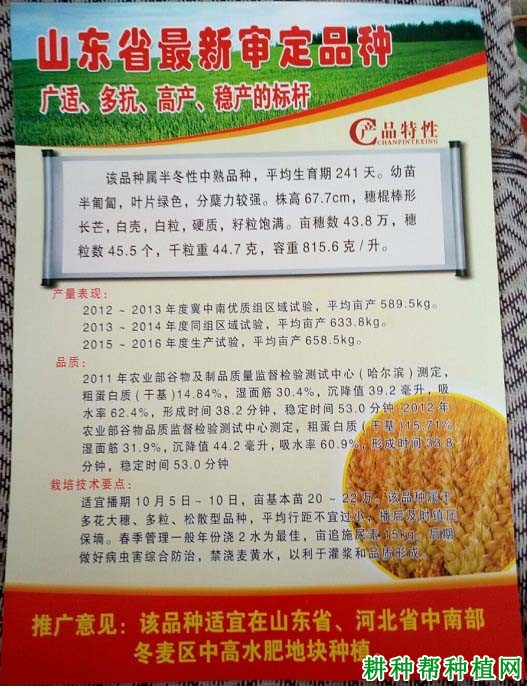 藁优5766小麦品种好不好？