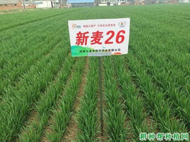 新麦26小麦品种好不好？