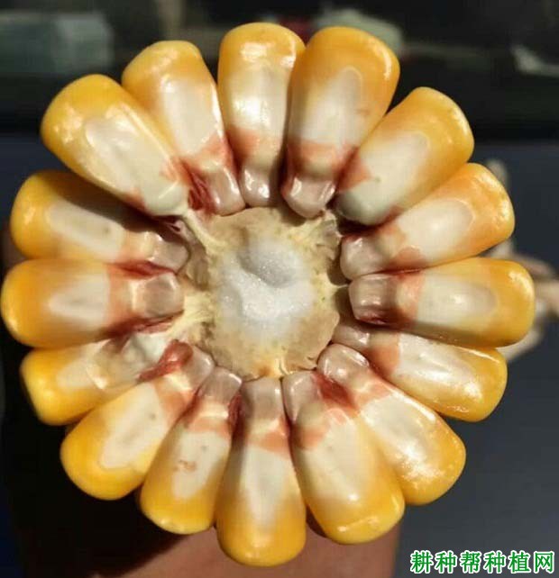 东单6531玉米品种好不好？