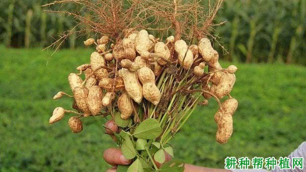 邢花1号花生品种好不好？